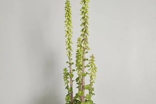 銅錢草的養殖方法和注意事項、銅錢草怎麼養？怎麼養才能更旺盛？新手必看！