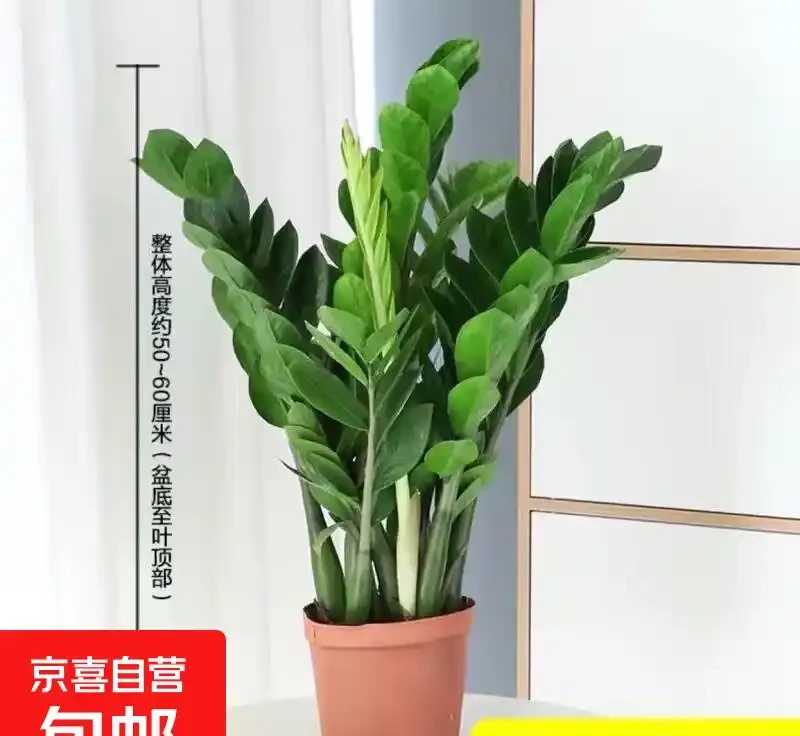 雪鐵芋葉子發黃彆著急扔!掌握這三招,哪怕它已奄奄一息,也能枯木逢春,重新煥發生機