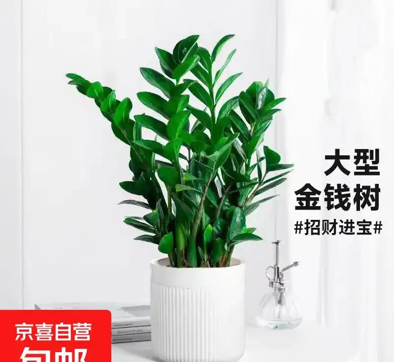 雪鐵芋葉子發黃彆著急扔!掌握這三招,哪怕它已奄奄一息,也能枯木逢春,重新煥發生機