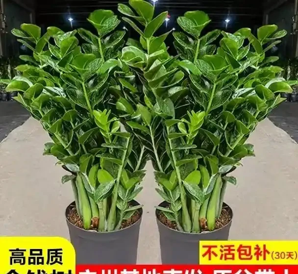 雪鐵芋葉子發黃彆著急扔!掌握這三招,哪怕它已奄奄一息,也能枯木逢春,重新煥發生機