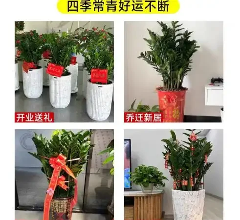 雪鐵芋葉子發黃彆著急扔!掌握這三招,哪怕它已奄奄一息,也能枯木逢春,重新煥發生機