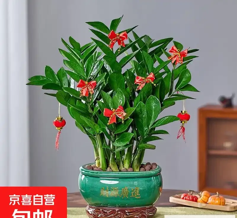 雪鐵芋葉子發黃彆著急扔!掌握這三招,哪怕它已奄奄一息,也能枯木逢春,重新煥發生機