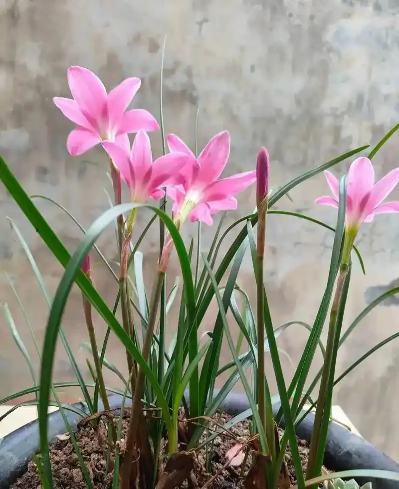 蘭草花葉子發黃乾枯?8 大常見原因 + 對症解決法,讓葉片重煥翠綠