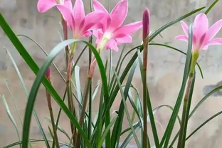 蘭草花葉子發黃乾枯？8 大常見原因 + 對症解決法，讓葉片重煥翠綠