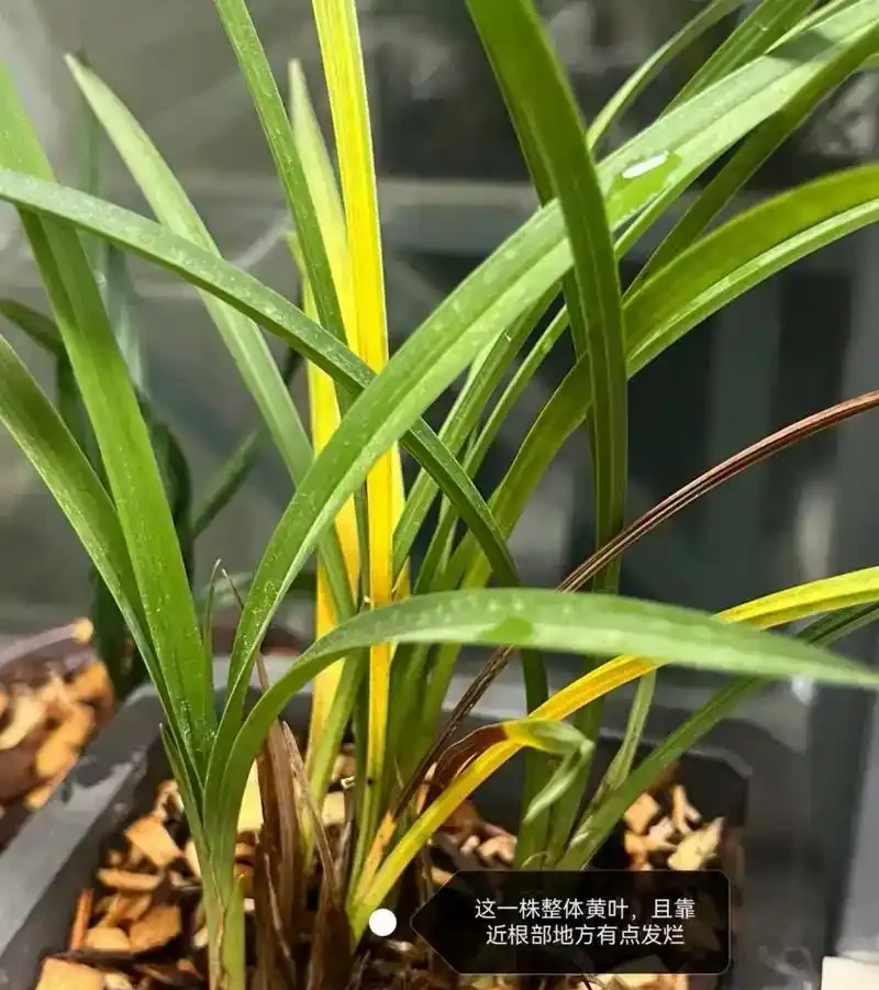 蘭草花葉片枯黃真相揭秘:從環境到養護的六大誘因解析
