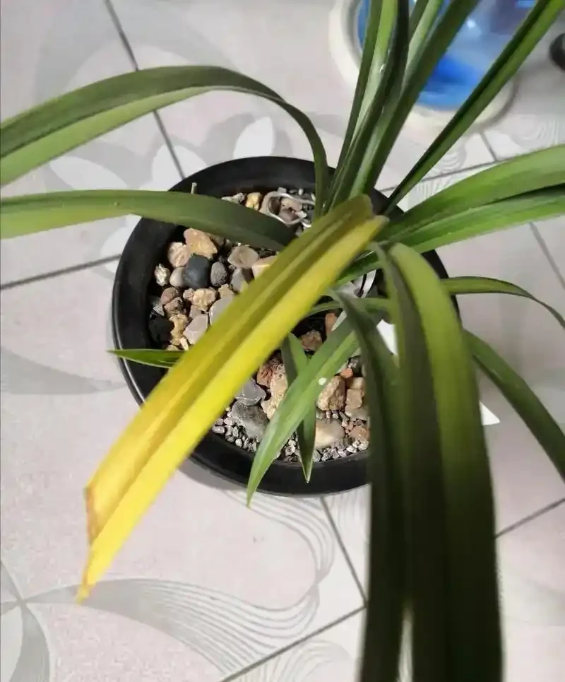 蘭草花葉片枯黃真相揭秘:從環境到養護的六大誘因解析