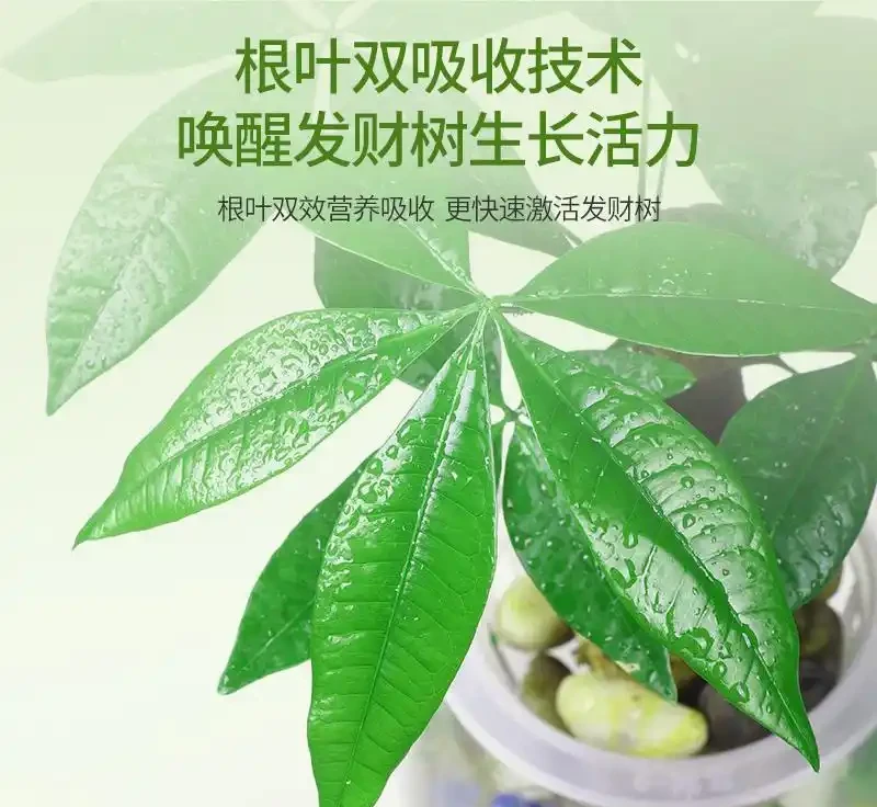 想拯救發財樹卻不知選啥營養液？三款熱門營養液實測對比，為你揭曉哪款才是拯救發財樹的最佳神器