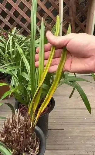 蘭草花葉片枯黃真相揭秘:從環境到養護的六大誘因解析