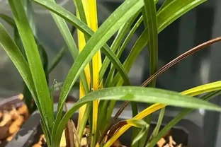 蘭草花葉片枯黃真相揭秘：從環境到養護的六大誘因解析