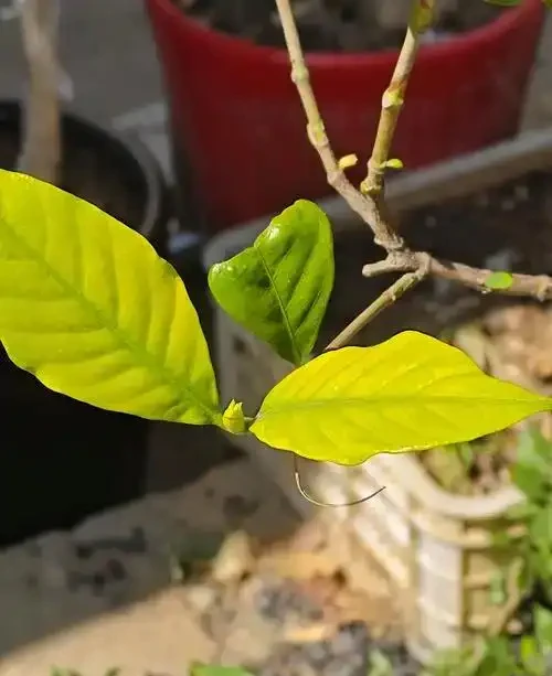 梔子花黃葉急救指南：5步破解葉片發黃難題