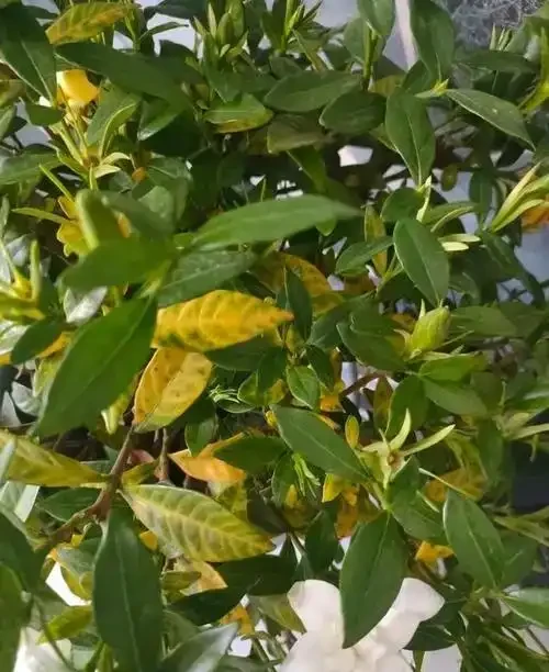 梔子花黃葉急救指南：5步破解葉片發黃難題