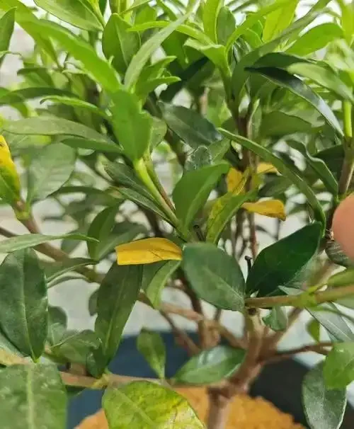 梔子花黃葉急救指南：5步破解葉片發黃難題