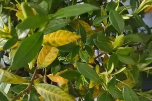 梔子花黃葉急救指南：5步破解葉片發黃難題