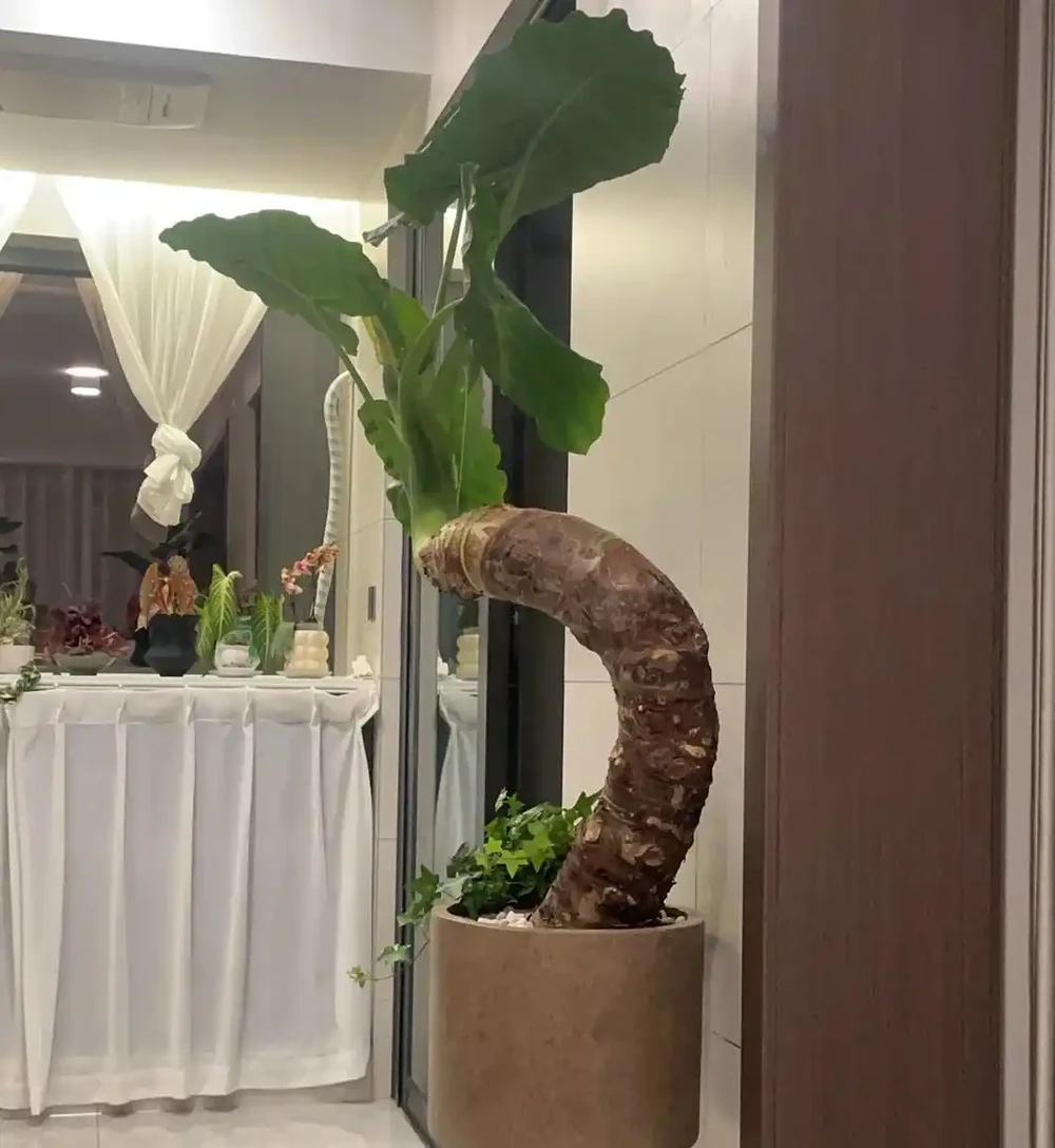 陽臺養海芋總黃葉？掌握「3步養護法」，葉片又大又厚，還能「滴水」！