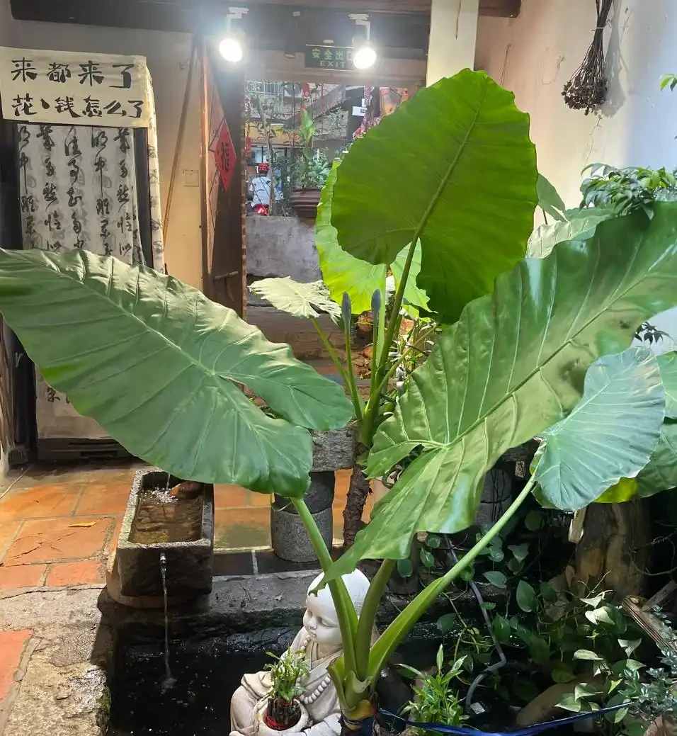 陽臺養海芋總黃葉？掌握「3步養護法」，葉片又大又厚，還能「滴水」！