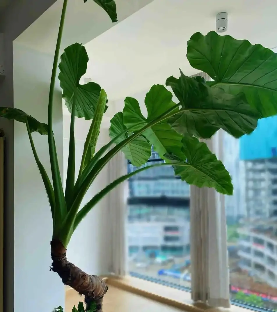 陽臺養海芋總黃葉？掌握「3步養護法」，葉片又大又厚，還能「滴水」！