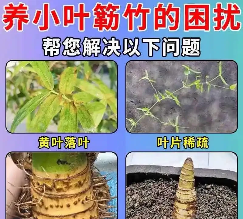 竹子黃葉不用慌!掌握從黃葉急救到四季常青的養護秘訣,讓你的竹子從此生機勃勃,打造家中清新綠色小天地