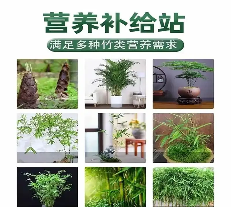 竹子黃葉不用慌!掌握從黃葉急救到四季常青的養護秘訣,讓你的竹子從此生機勃勃,打造家中清新綠色小天地