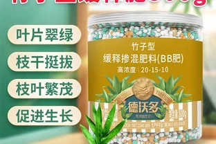 竹子黃葉不用慌！掌握從黃葉急救到四季常青的養護秘訣，讓你的竹子從此生機勃勃，打造家中清新綠色小天地