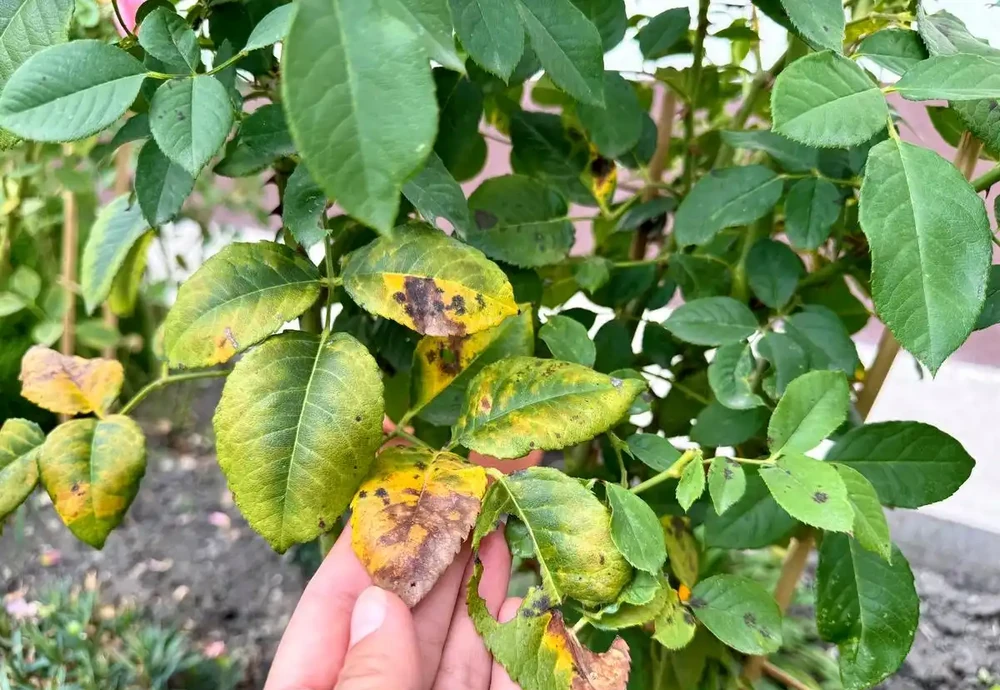 玫瑰花長滿密密麻麻的小蟲子怎麼辦