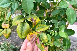 玫瑰花長滿密密麻麻的小蟲子怎麼辦