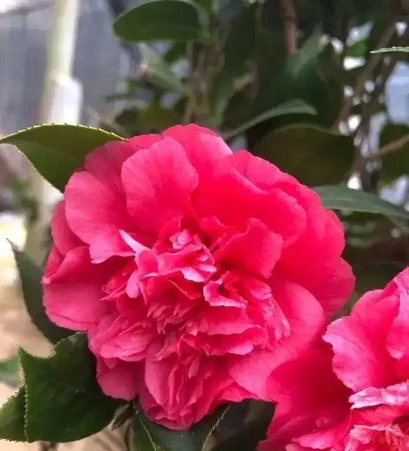 茶花買回家,葉子焦邊,花苞枯萎!缺水導致的,要多噴水!