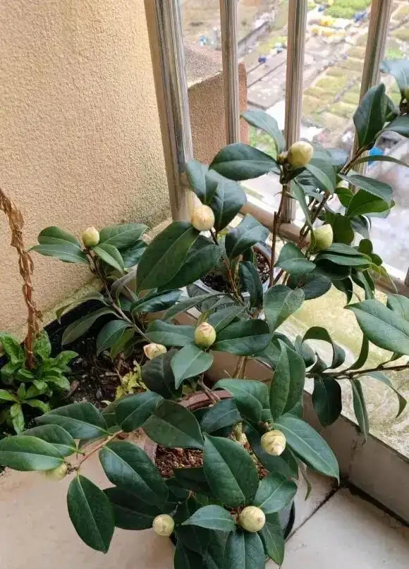 茶花買回家,葉子焦邊,花苞枯萎!缺水導致的,要多噴水!