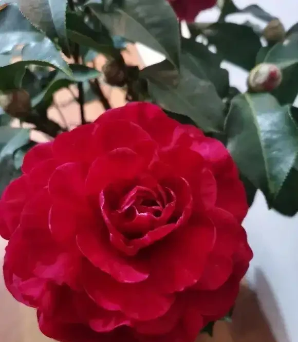 茶花買回家,葉子焦邊,花苞枯萎!缺水導致的,要多噴水!
