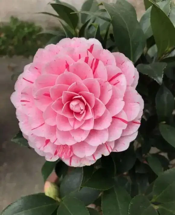 茶花買回家,葉子焦邊,花苞枯萎!缺水導致的,要多噴水!