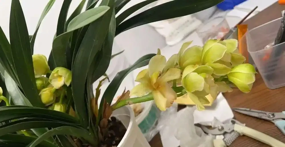 蘭花「消苞」幹尖別慌,這些妙招幫你搞定!