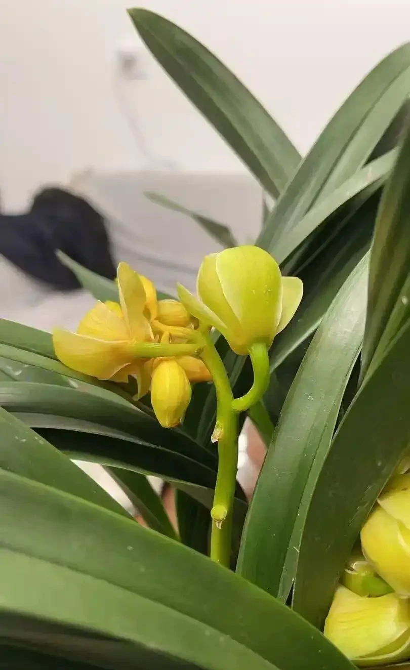 蘭花「消苞」幹尖別慌,這些妙招幫你搞定!