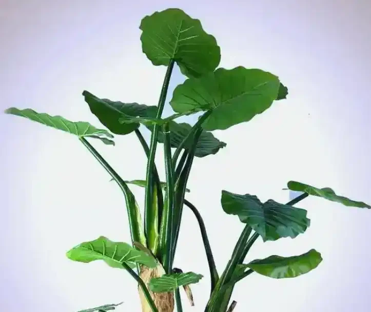 海芋長勢差?做好4點,株型美觀又挺拔!