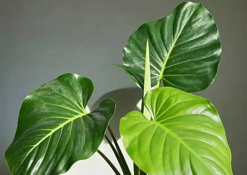 海芋長勢差?做好4點,株型美觀又挺拔!