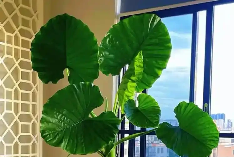 海芋長勢差?做好4點,株型美觀又挺拔!