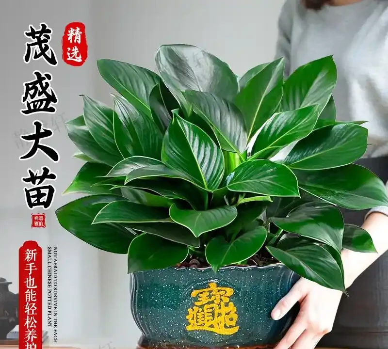金鑽綠公主:一盆能吸甲醛的「空氣淨化師」,為何讓都市人搶著買單?