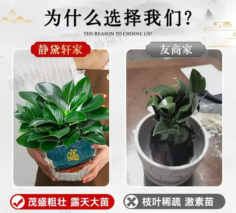 金鑽綠公主:一盆能吸甲醛的「空氣淨化師」,為何讓都市人搶著買單?