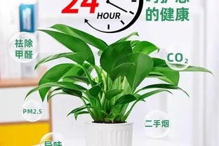 金鑽綠公主：一盆能吸甲醛的「空氣淨化師」，為何讓都市人搶著買單？