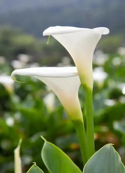 海芋花:別裝蒜了,我知道你是一顆難搞的「溼人」