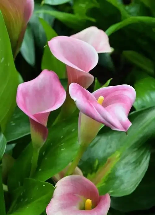 海芋花:別裝蒜了,我知道你是一顆難搞的「溼人」