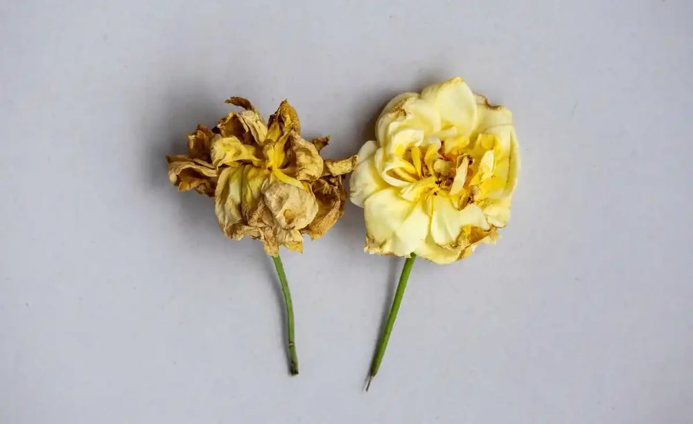 玫瑰花枯萎的原因分析及解決措施