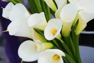 海芋花：別裝蒜了，我知道你是一顆難搞的「溼人」