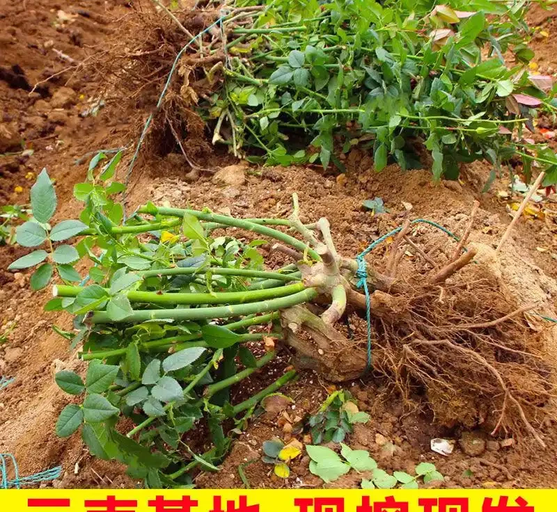 庭院玫瑰種植指南:從老樁到花海的蛻變之旅