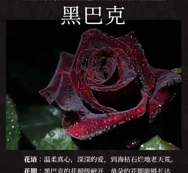 庭院玫瑰種植指南:從老樁到花海的蛻變之旅