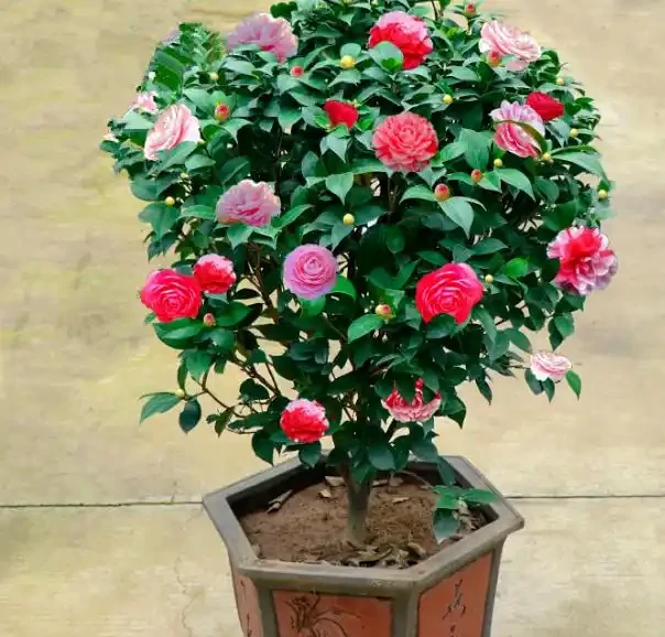 零下30度凍不死!北方小院10種「鋼鐵俠」花卉,種一次美十年,鄰居天天來偷師!