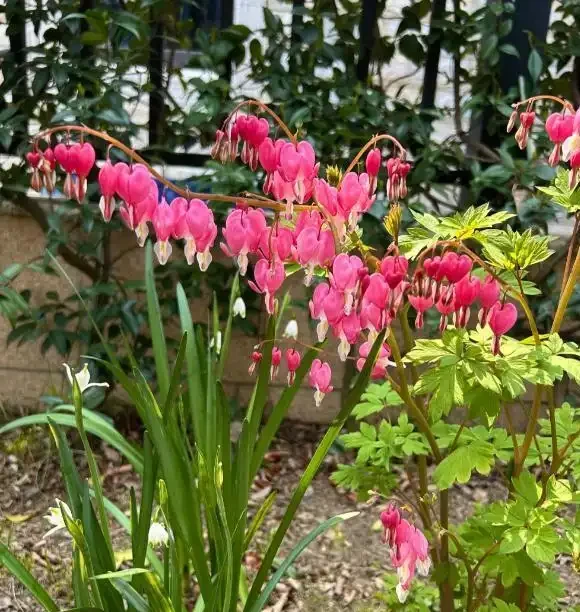 零下30度凍不死!北方小院10種「鋼鐵俠」花卉,種一次美十年,鄰居天天來偷師!