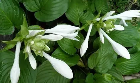 零下30度凍不死!北方小院10種「鋼鐵俠」花卉,種一次美十年,鄰居天天來偷師!