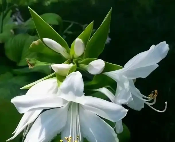 零下30度凍不死!北方小院10種「鋼鐵俠」花卉,種一次美十年,鄰居天天來偷師!