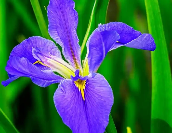 零下30度凍不死!北方小院10種「鋼鐵俠」花卉,種一次美十年,鄰居天天來偷師!