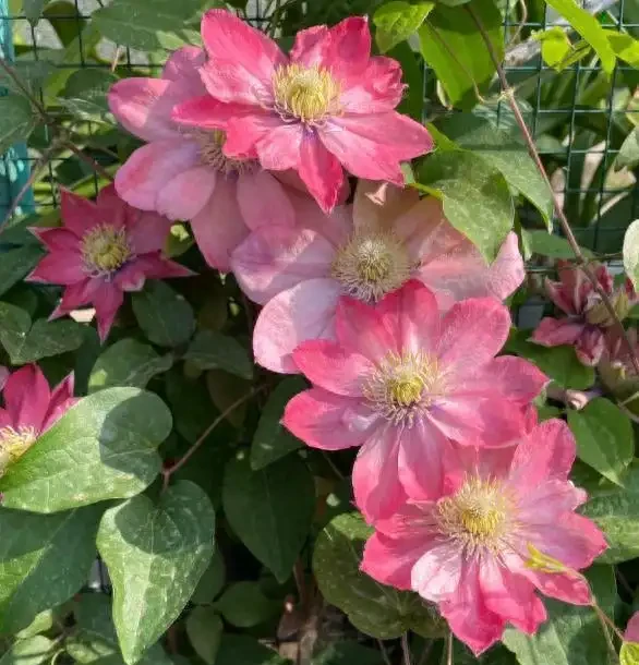 零下30度凍不死!北方小院10種「鋼鐵俠」花卉,種一次美十年,鄰居天天來偷師!