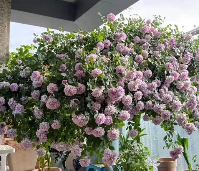 零下30度凍不死!北方小院10種「鋼鐵俠」花卉,種一次美十年,鄰居天天來偷師!